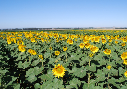 Girasol: Argentina cerró la campaña 2025/26 con récord histórico de producción y Entre Ríos sumó un 6% más de superficie