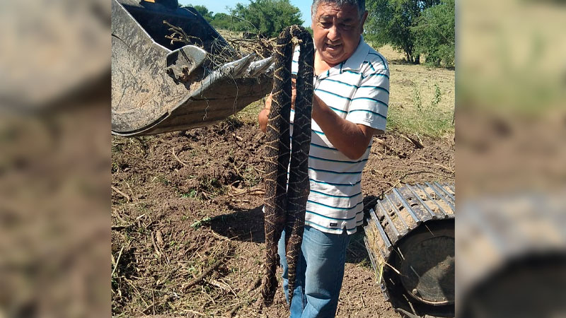 Yarará