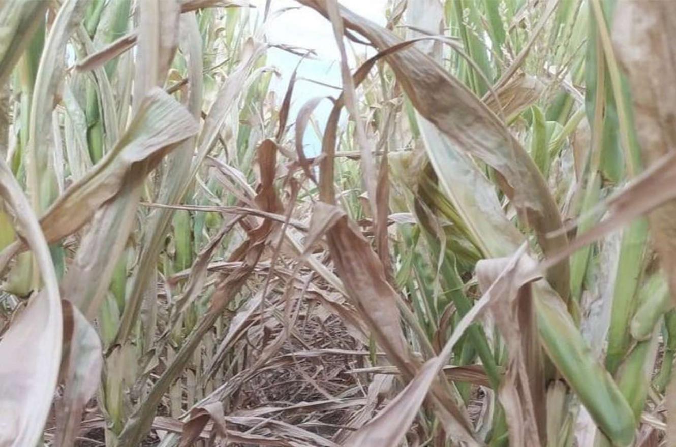 Estiman que las pérdidas en el campo por la sequía equivaldrán a casi 2 ...