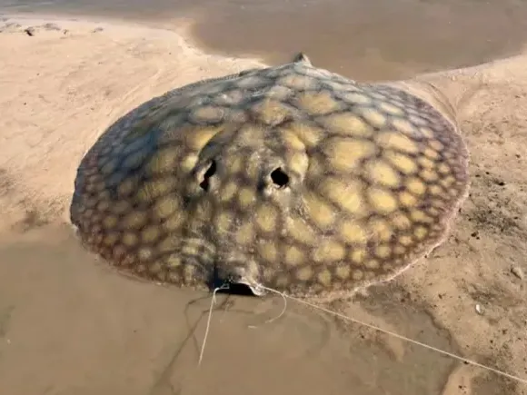 Tres horas de lucha en kayak para capturar una raya gigante en el arroyo Feliciano