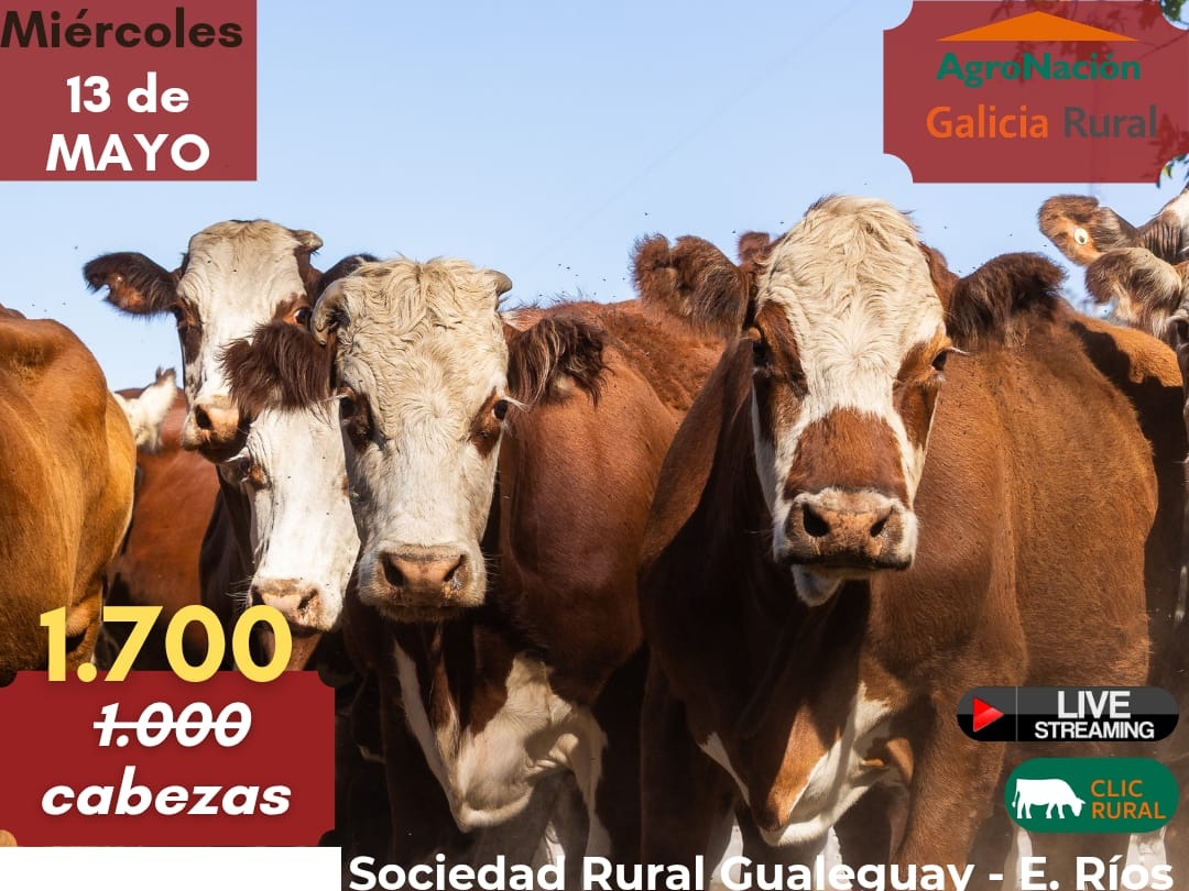 Gran remate de Ricardo Mendizábal: salen a la venta 1.700 cabezas este miércoles en la Sociedad Rural Gualeguay
